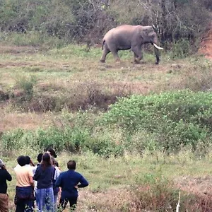 Resort Jungle Retreat Wayanad